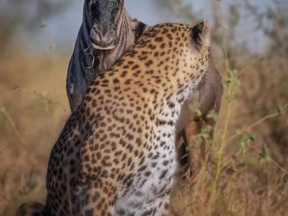 Maasai Mara Safari Camp In Kenya Bed & Breakfast Sekenani Dış mekan fotoğraf