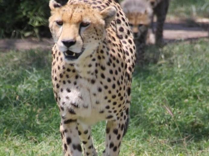Maasai Mara Safari Camp In Kenya Bed & Breakfast Sekenani Dış mekan fotoğraf