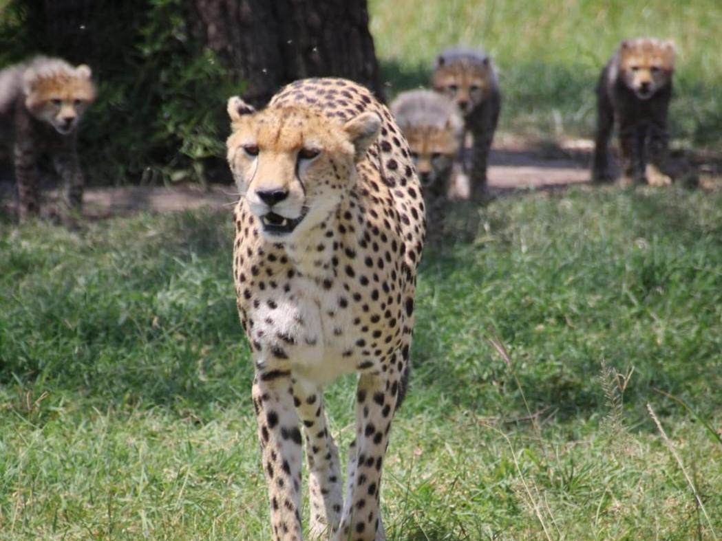 Maasai Mara Safari Camp In Kenya Bed & Breakfast Sekenani Dış mekan fotoğraf