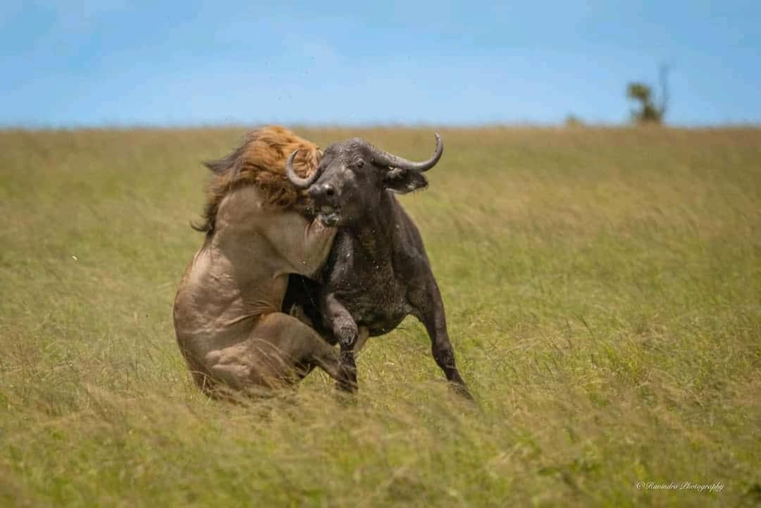 Maasai Mara Safari Camp In Kenya Bed & Breakfast Sekenani Dış mekan fotoğraf